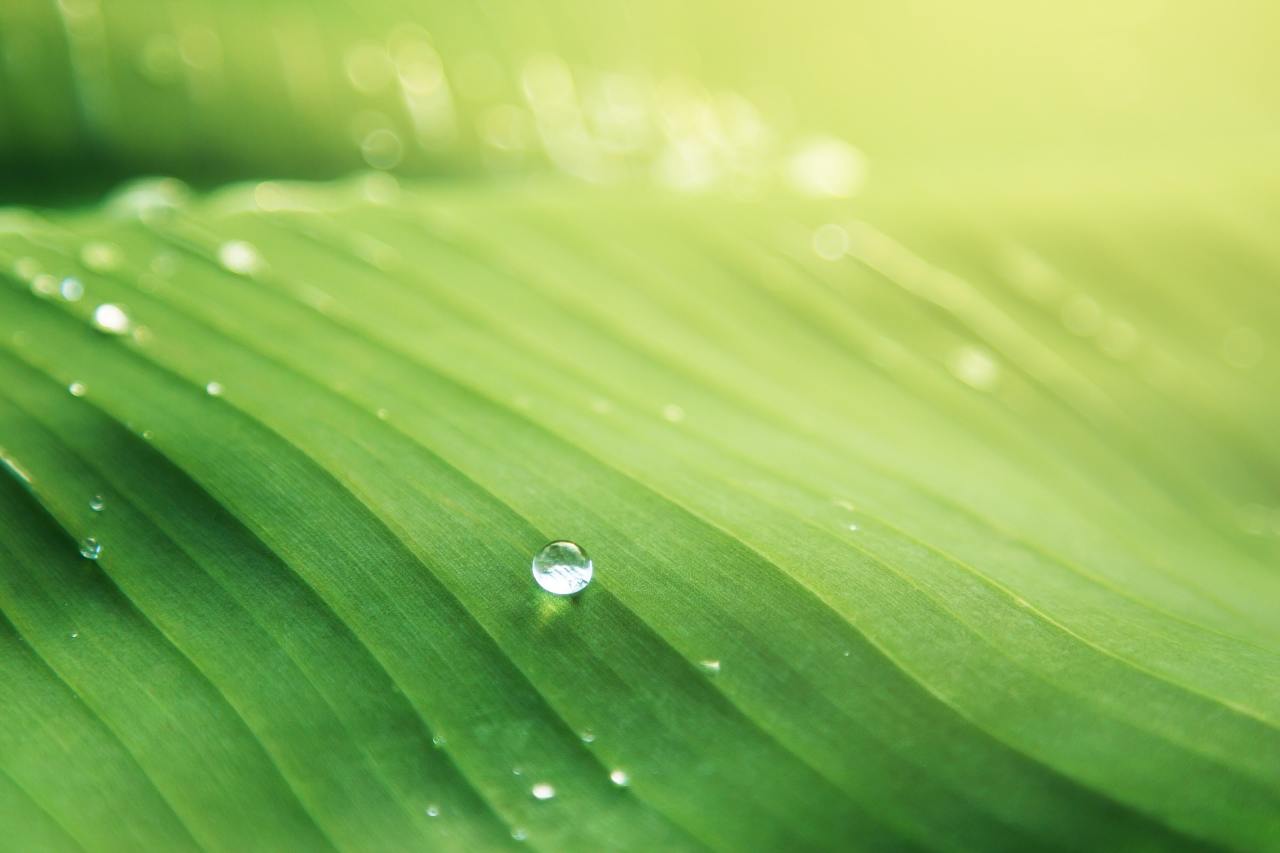Close up of a leaf